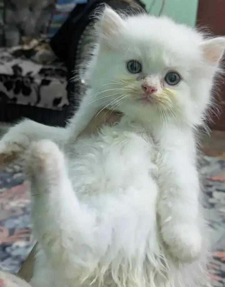 (Persian female kitten) (for sale all) (Pakistan delivery available) — photo 3