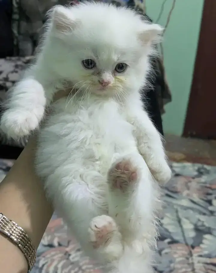 (Persian female kitten) (for sale all) (Pakistan delivery available) — photo 4