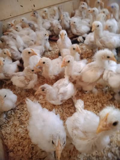 bantam chicks 530