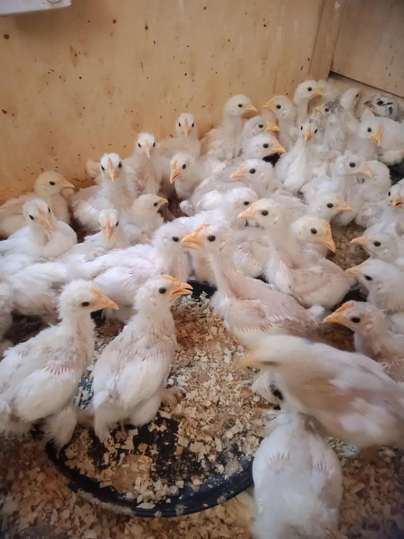 bantam chicks 530 — photo 2