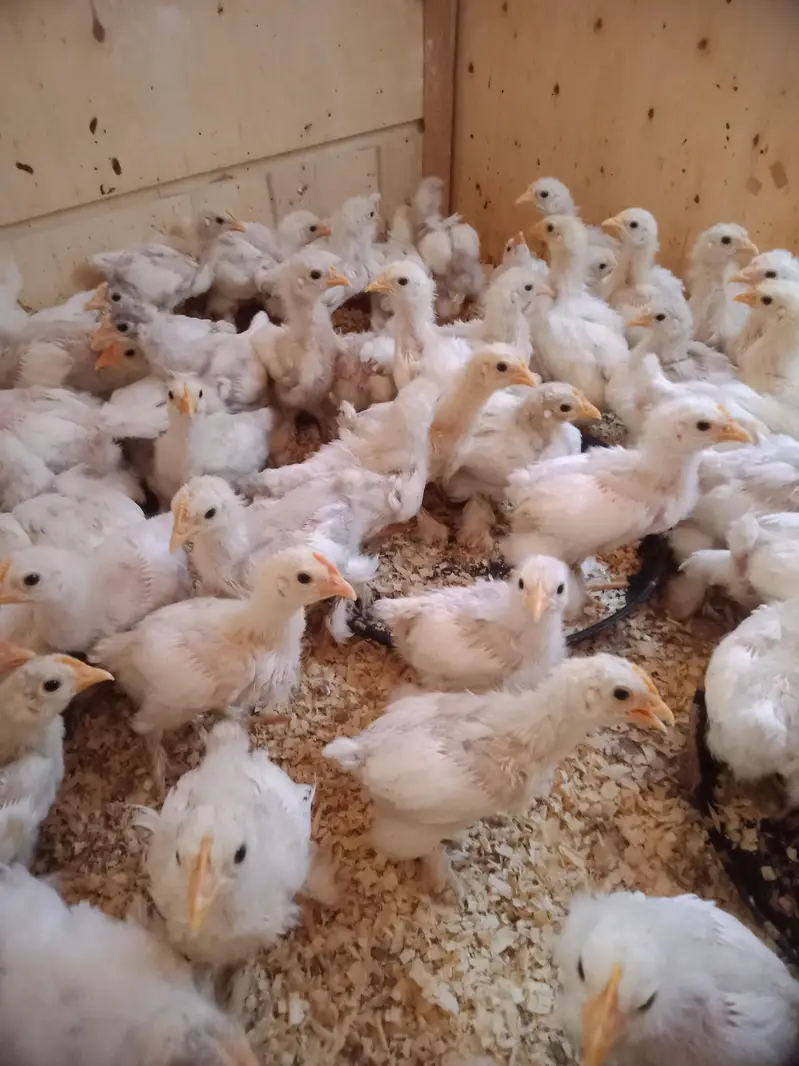 bantam chicks 530 — photo 3