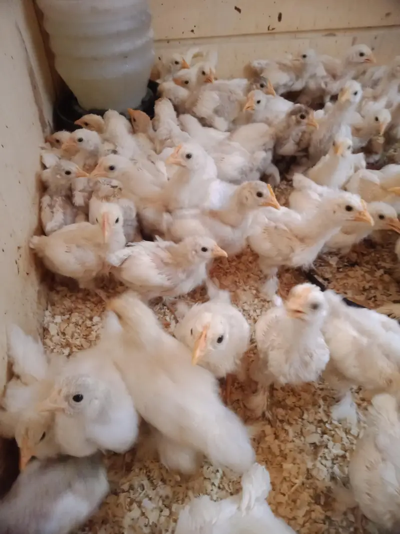 bantam chicks 530 — photo 4