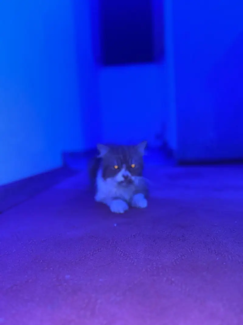 make Persian male punch face urgent for sale — photo 2
