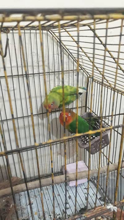 love birds