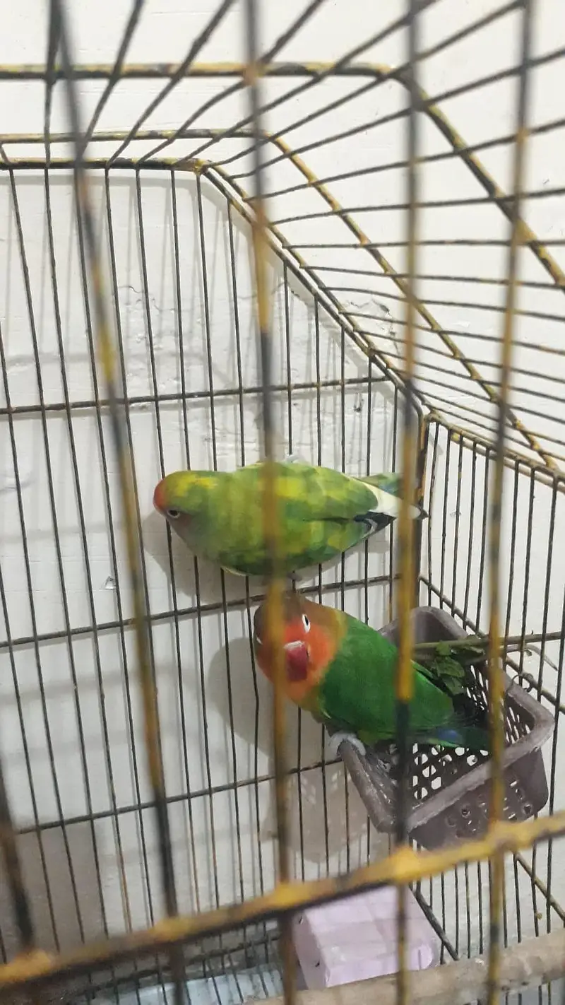 love birds — photo 2