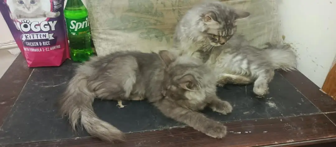 2 Male Persian cats — photo 2