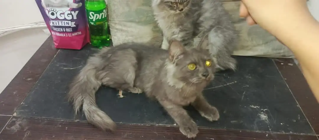 2 Male Persian cats — photo 3