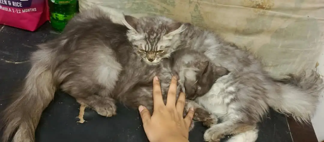 2 Male Persian cats — photo 4