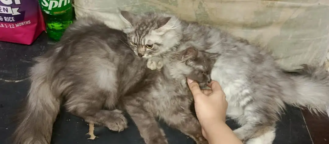 2 Male Persian cats — photo 5