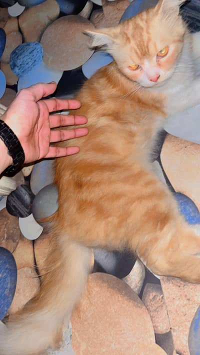 make Persian male punch face urgent for sale