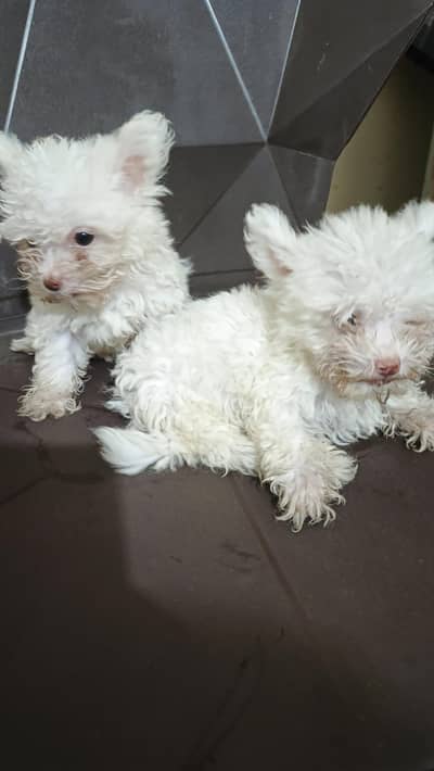 American white poodle puppies