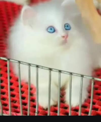 (Persian female kitten) (for sale all) (Pakistan delivery available)