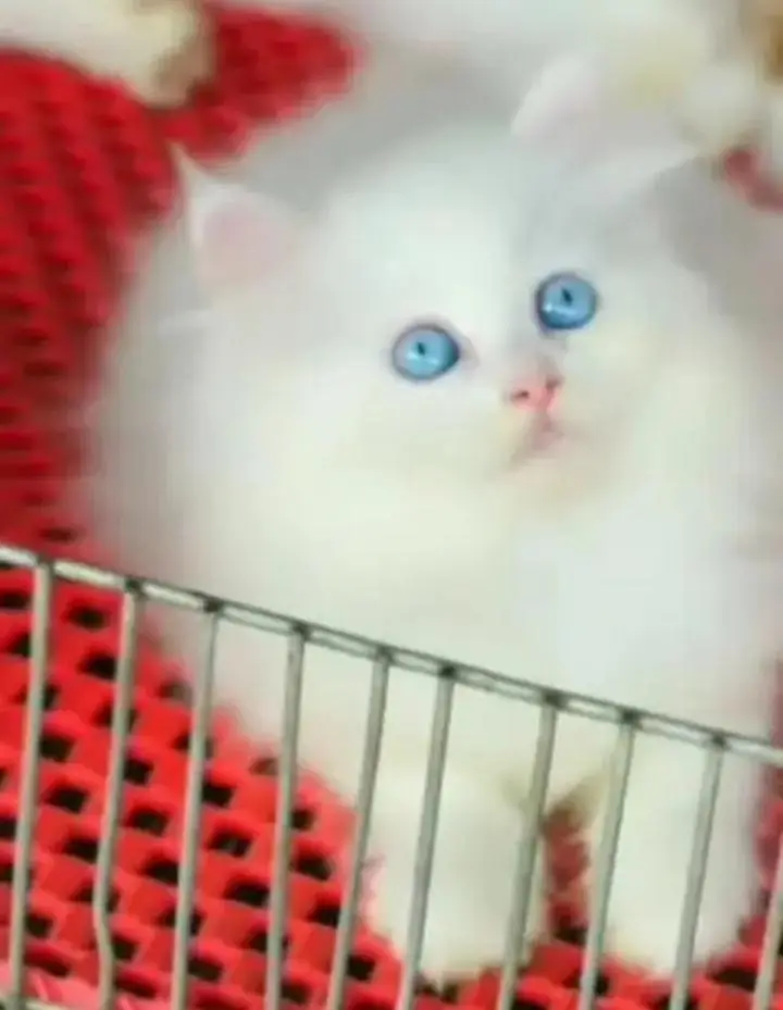 (Persian female kitten) (for sale all) (Pakistan delivery available) — photo 2