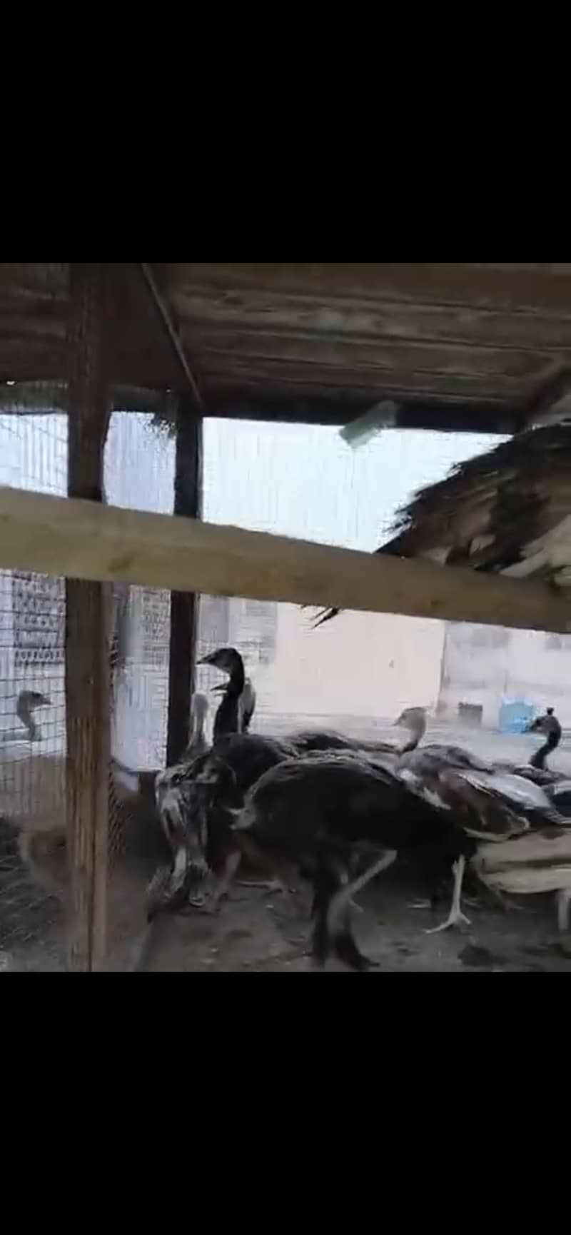 Peacock Pathy 1