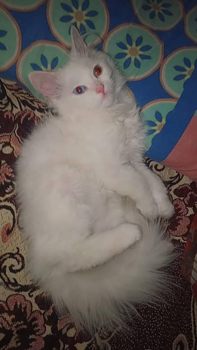 cat for sale