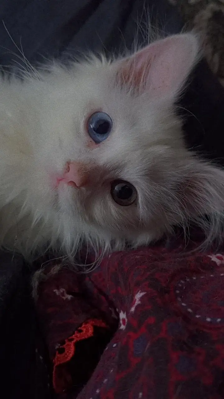 cat for sale — photo 2