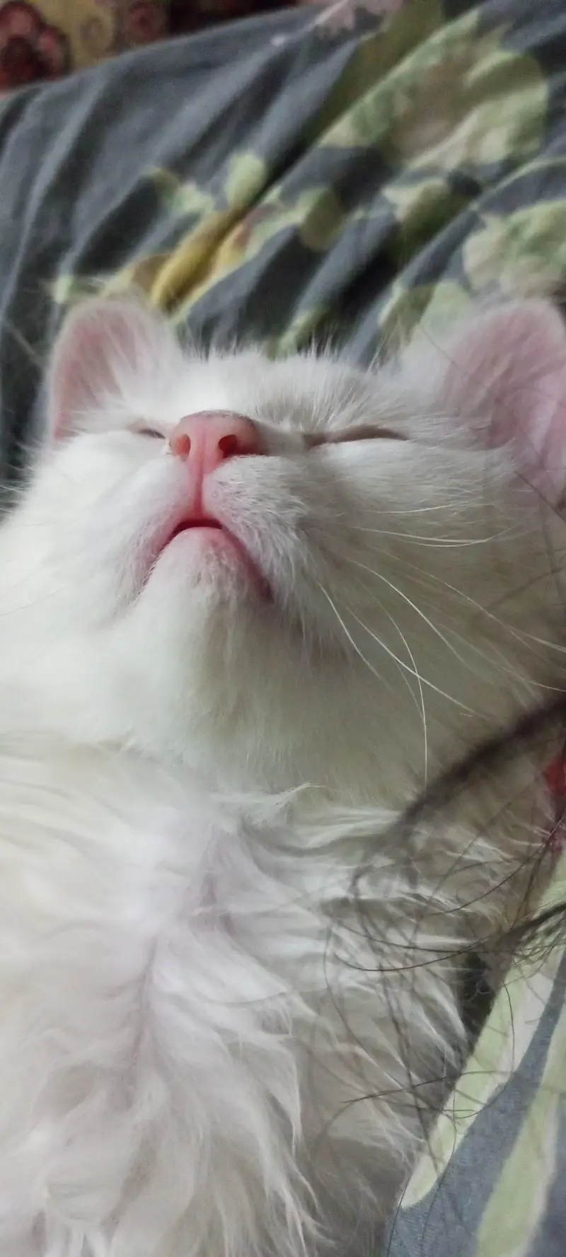 cat for sale — photo 3