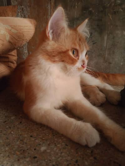 Male doll face persions kitten 3 month