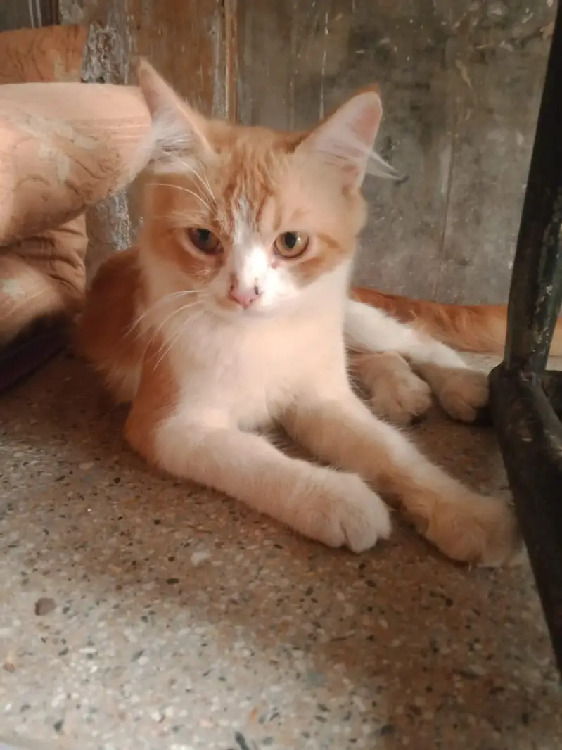 Male doll face persions kitten 3 month — photo 2