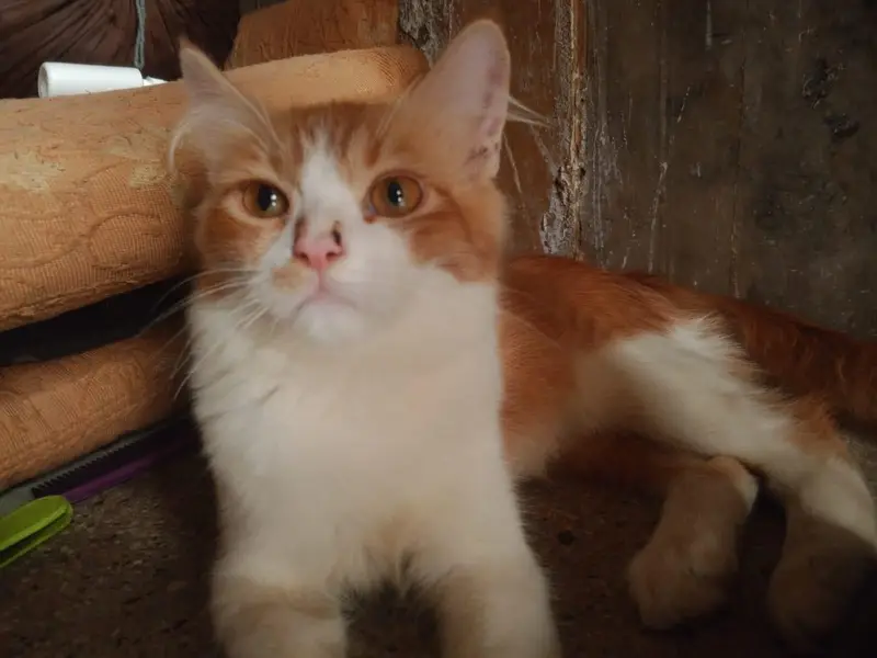 Male doll face persions kitten 3 month — photo 3