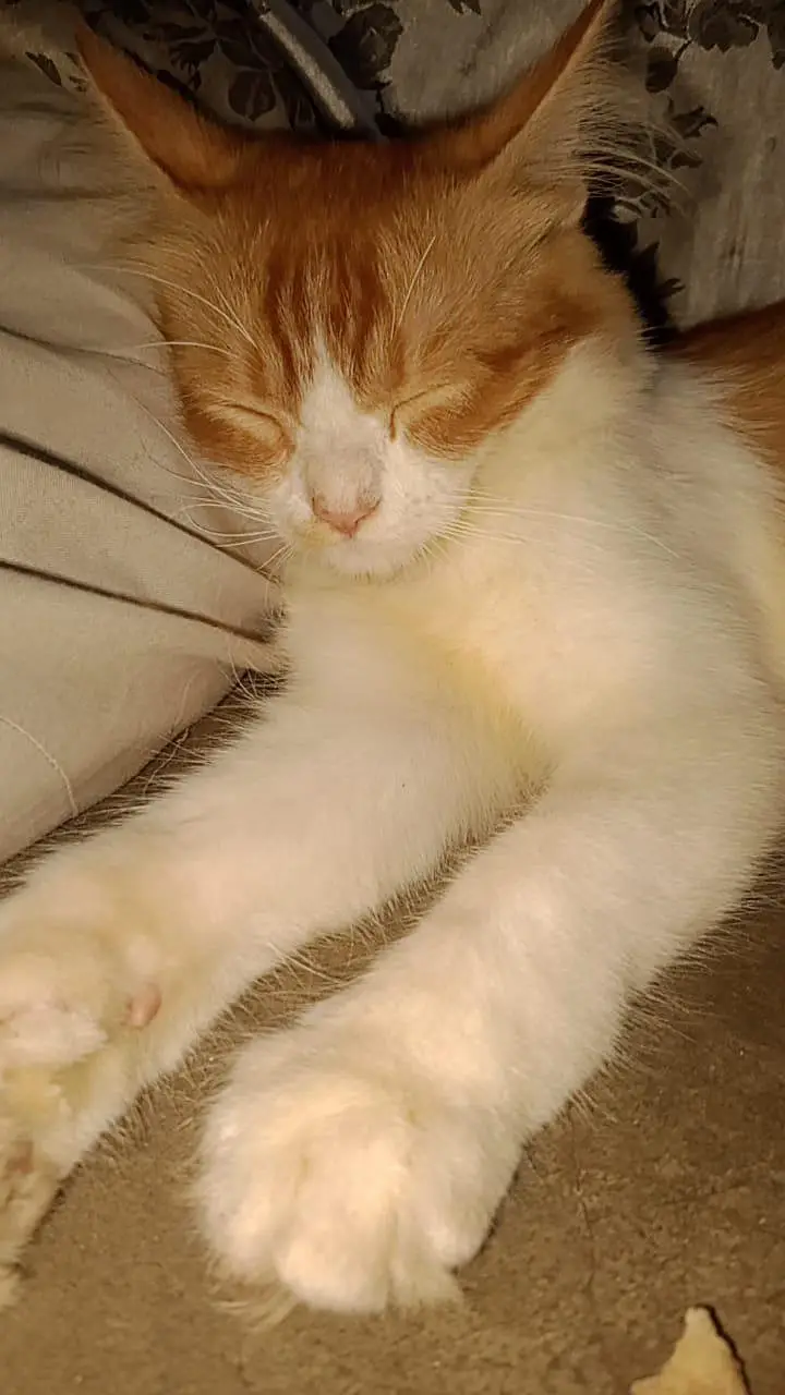 Male doll face persions kitten 3 month — photo 5