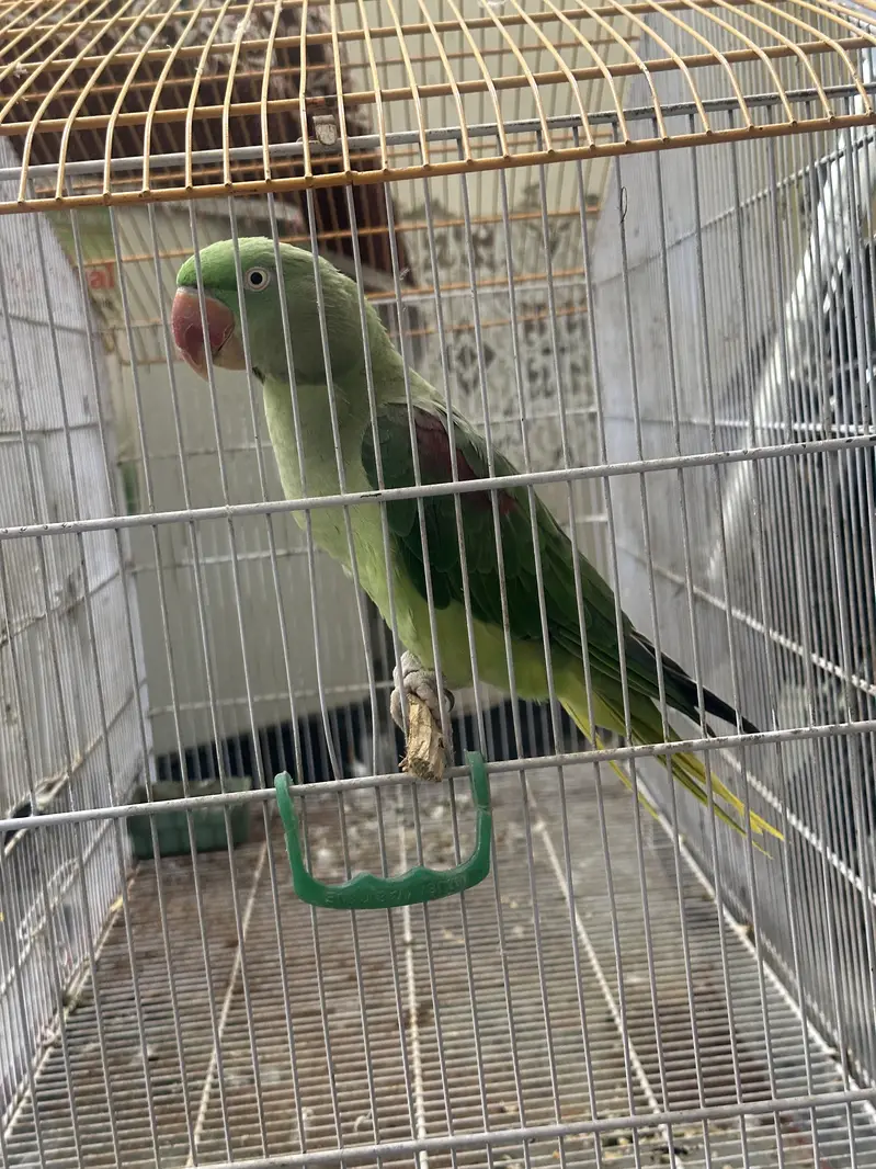 Raaaa Toti hy bhi Sagal hy — photo 4