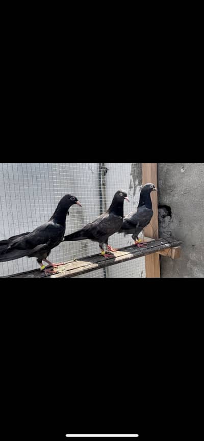 Black teddy pigeon