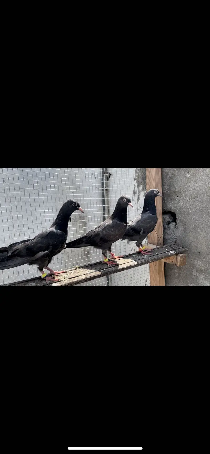 Black teddy pigeon — photo 2