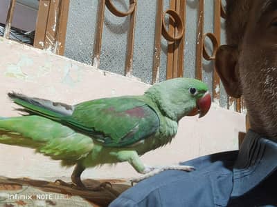 Kashmiri Pahari Pair Parrot 6 Month Old