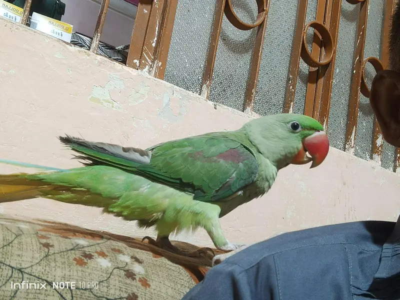 Kashmiri Pahari Pair Parrot 6 Month Old — photo 2