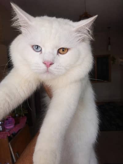 Persian male cat