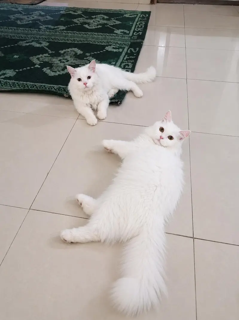 Persian male cat — photo 2