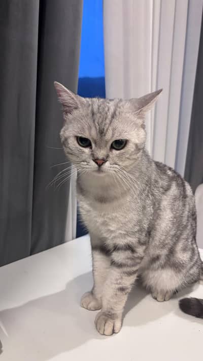 Scottish fold and Scottish straightear