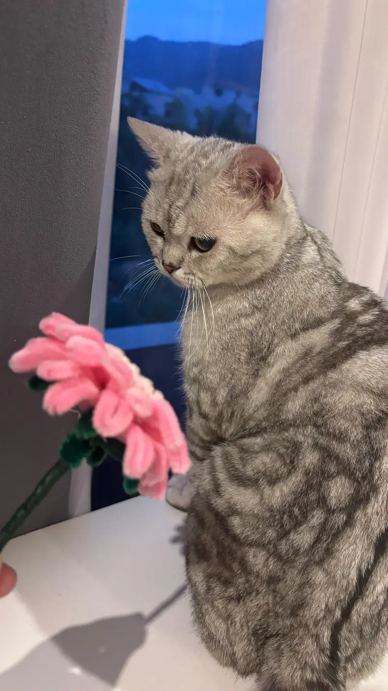 Scottish fold and Scottish straightear — photo 2
