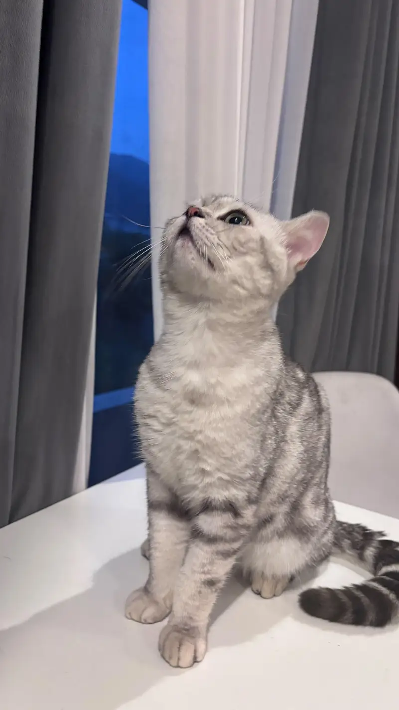 Scottish fold and Scottish straightear — photo 3