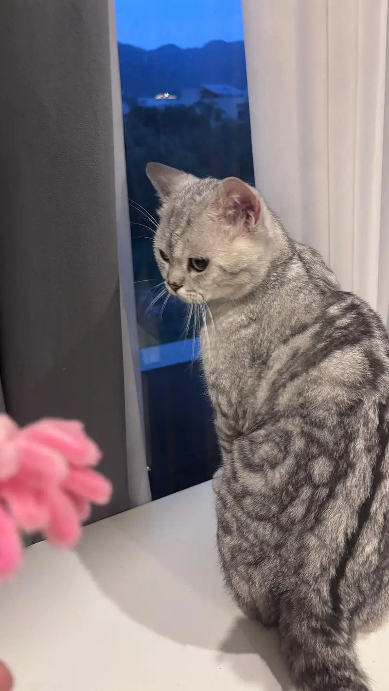 Scottish fold and Scottish straightear — photo 4