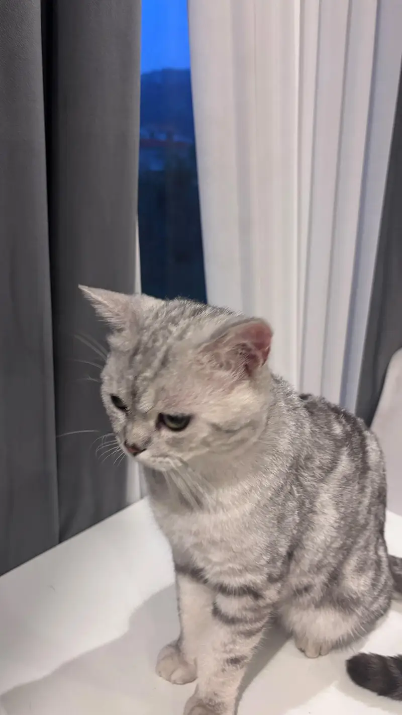 Scottish fold and Scottish straightear — photo 5