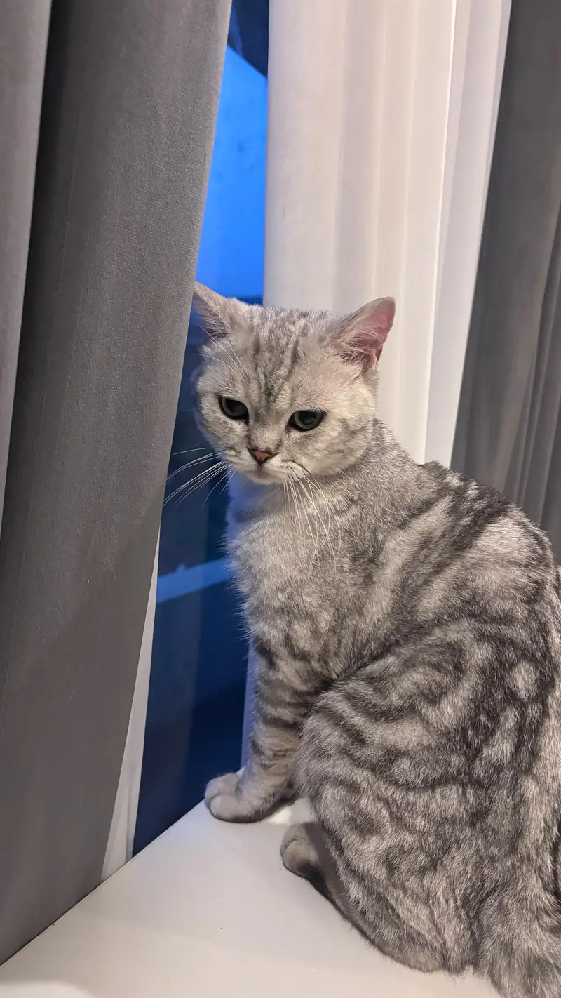 Scottish fold and Scottish straightear — photo 7