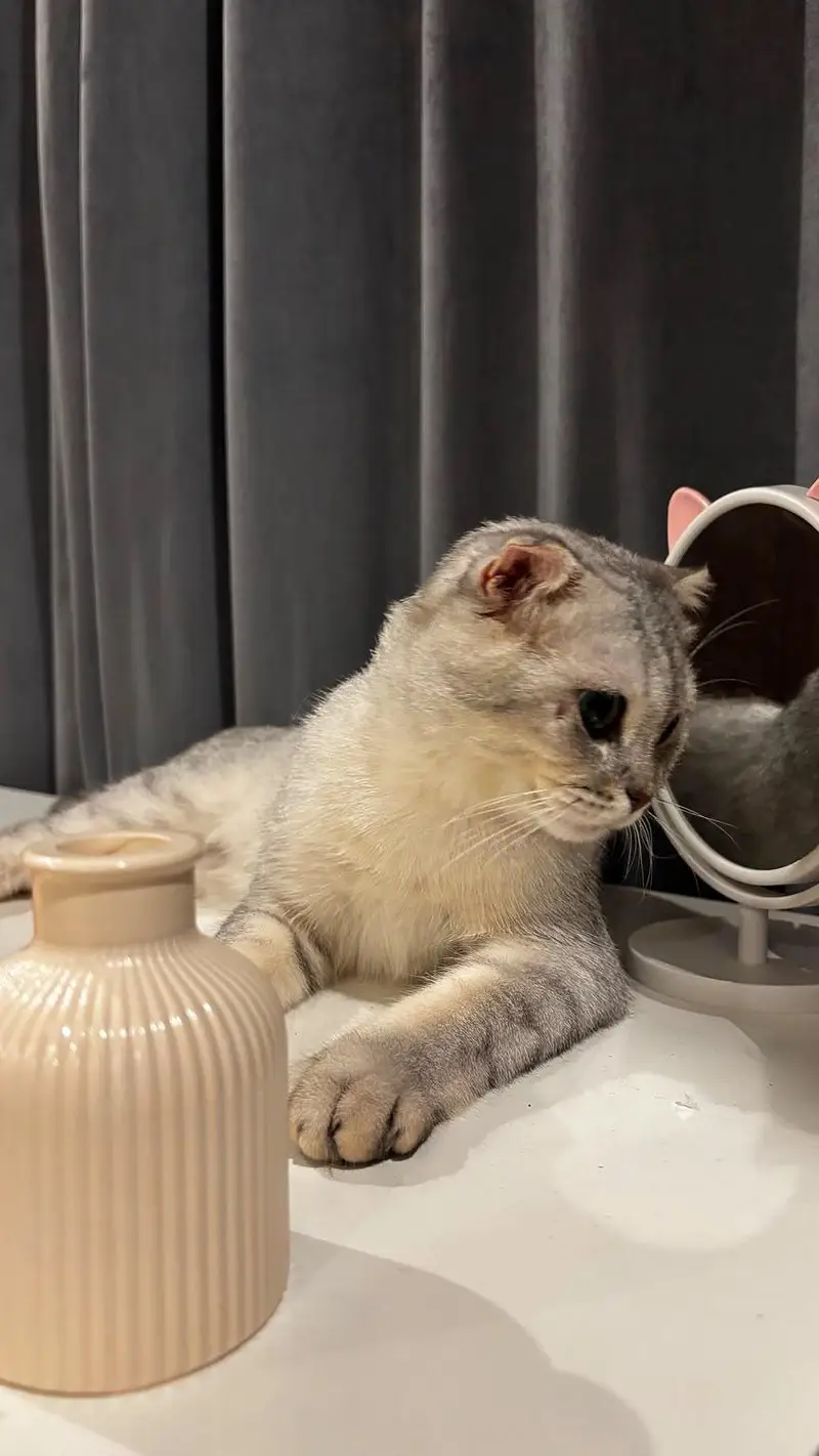 Scottish fold and Scottish straightear — photo 8