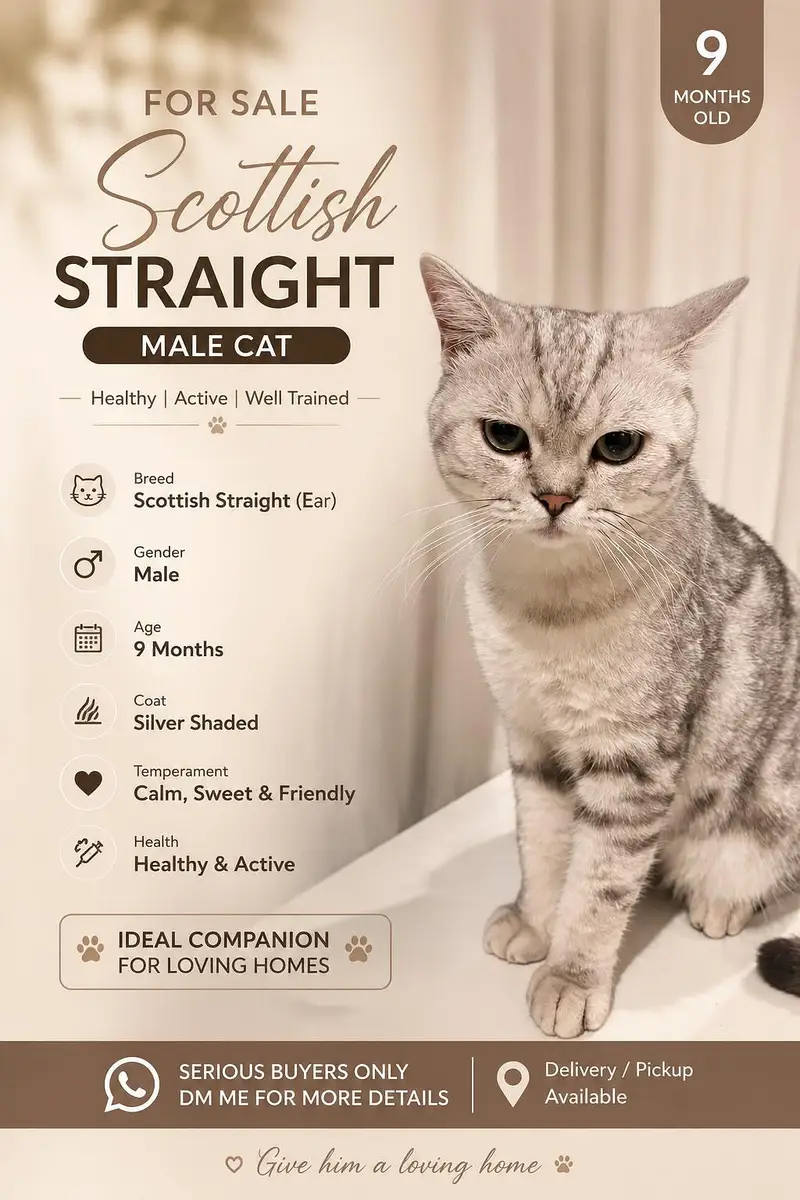 Scottish fold and Scottish straightear — photo 10