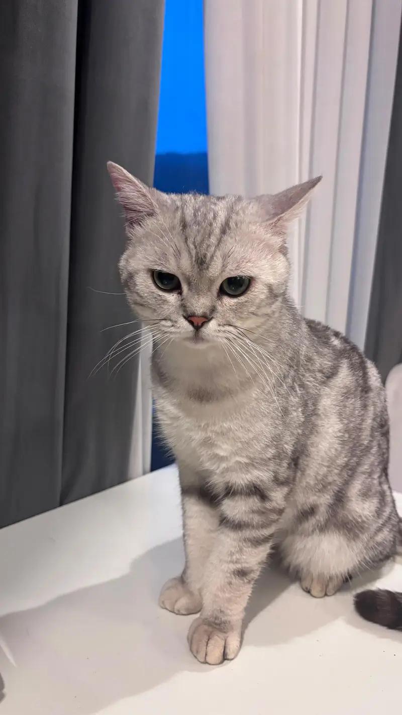 Scottish fold and Scottish straightear — photo 11