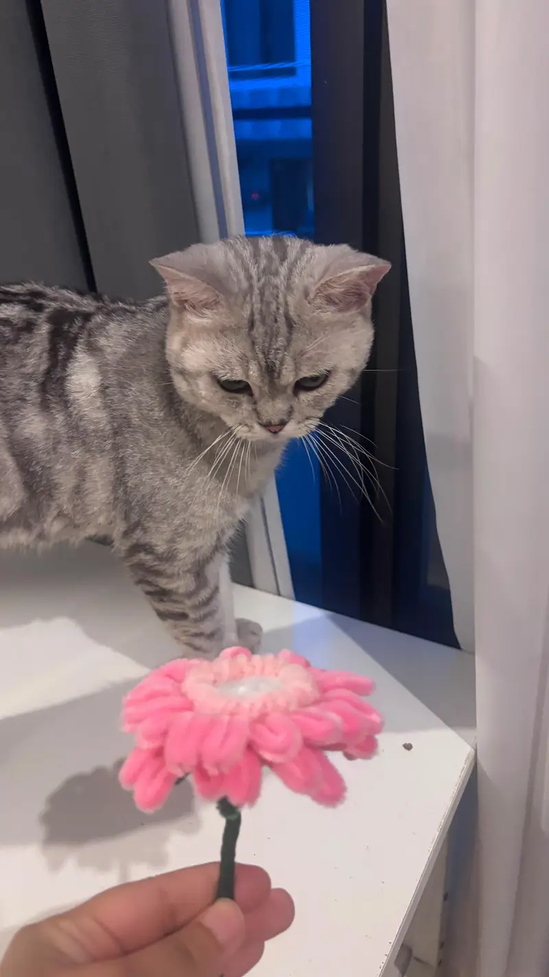 Scottish fold and Scottish straightear — photo 12