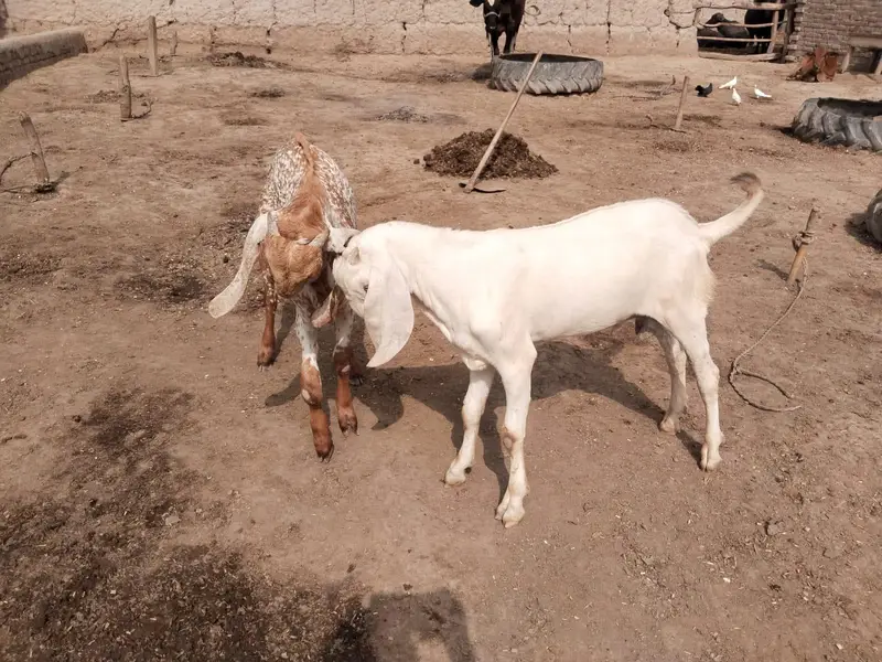 desi Bakra for Sale Mashallah Call  03490704921 — photo 2