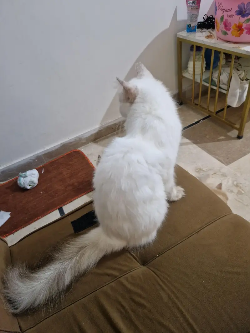 Persian kittens  0311215//9509 — photo 2