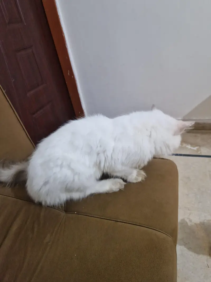 Persian kittens  0311215//9509 — photo 3