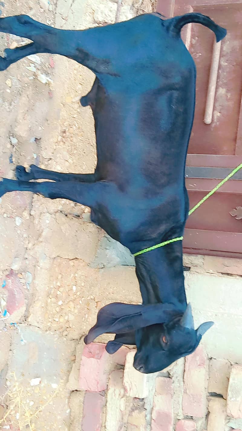 Black king Bakra 0