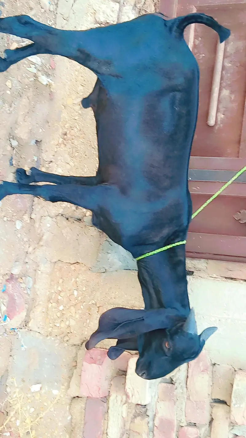 Black king Bakra — photo 2