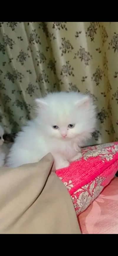 Adorable Pure Persian kitten Looking for a Loving Home