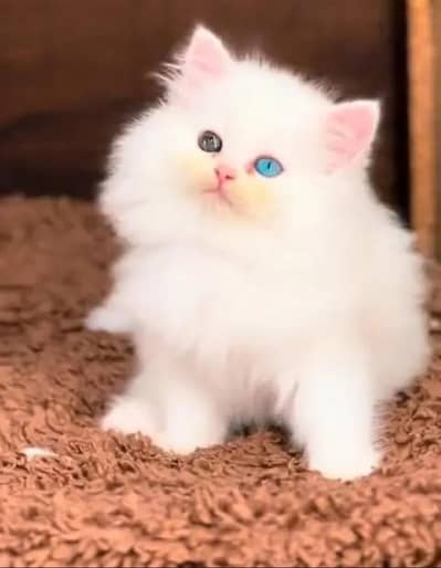 (Persian female kitten) (for sale all) (Pakistan delivery available)