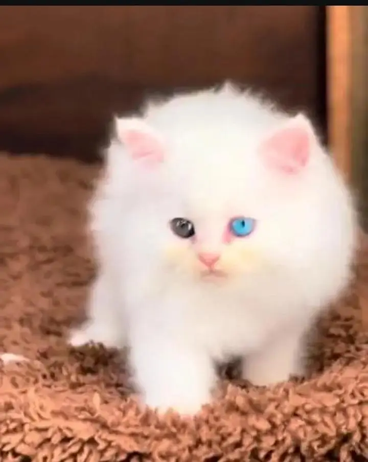 (Persian female kitten) (for sale all) (Pakistan delivery available) — photo 2